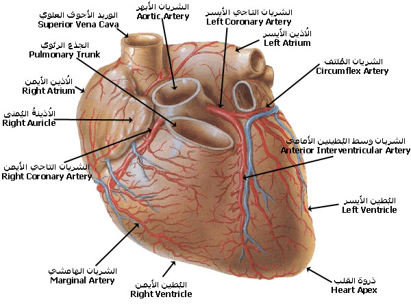 الأزمه القلبيه ....بكل التفاصيل coronary_arteries_SCV.jpg