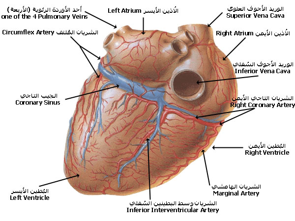 coronary_arteries_DV.jpg