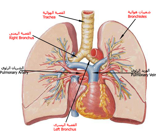 lung2.jpg