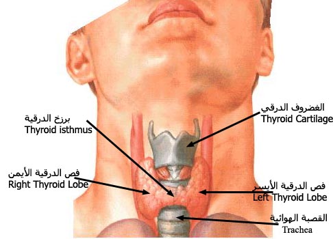 thyroid.jpg