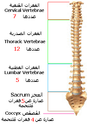 vertebral_column.gif
