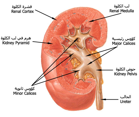 kidney_calyces.jpg