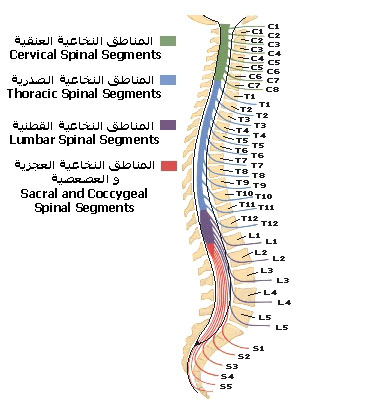 Spinal_cord_segments.jpg