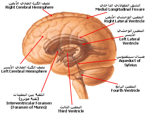 ventricles.jpg